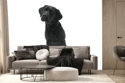 Fototapeta: Czarny labrador na białym tle