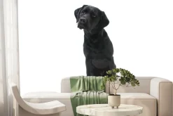 Fototapeta: Czarny labrador na białym tle