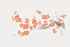 Fototapeta: Czerwone kwiaty wiśni na gałęzi na białym tle