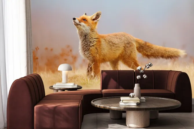 Fototapeta: Czerwony lis na polanie