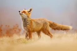 Fototapeta: Czerwony lis na polanie