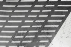 Fototapeta: Delikatne odbicie palm na ścianie z cieniem