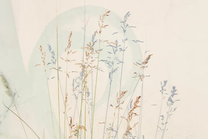 Fototapeta: Delikatne polne trawy na jasnym tle