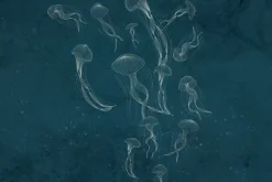 Fototapeta: Delikatny szkic morskich meduz