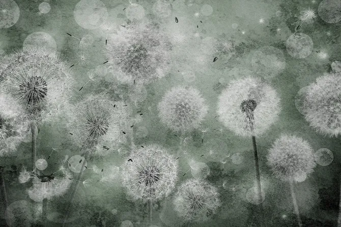 Fototapeta: Dmuchawce na zielonym tle