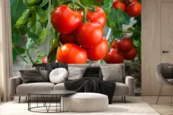 Fototapeta: Dojrzałe pomidory w ogrodzie gotowe do zbioru
