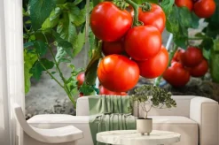 Fototapeta: Dojrzałe pomidory w ogrodzie gotowe do zbioru