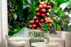 Fototapeta: Doskonała kawa z kostaryki.