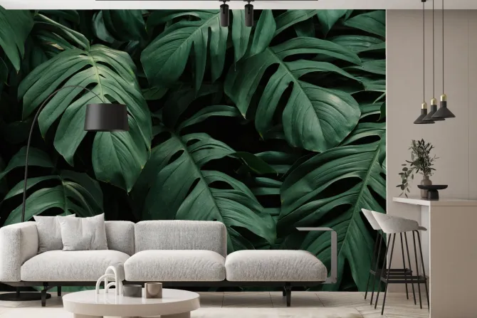 Fototapeta: Duże liście monstery na ciemnym tle