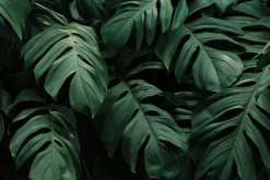Fototapeta: Duże liście monstery na ciemnym tle