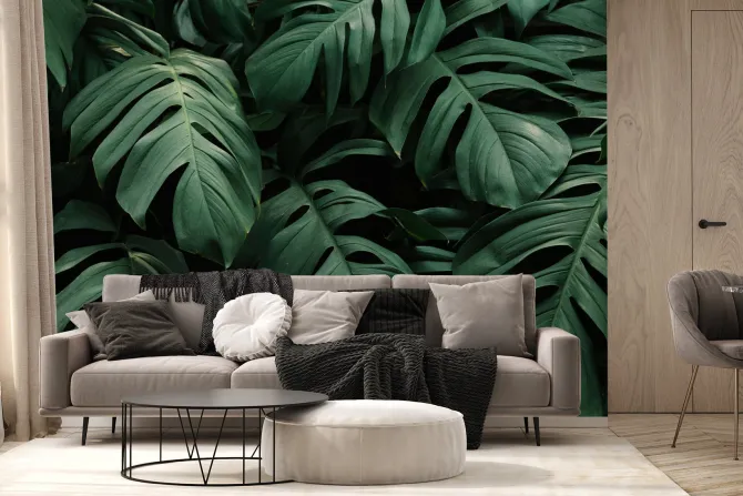 Fototapeta: Duże liście monstery na ciemnym tle