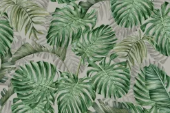 Fototapeta: Duże liście monstery