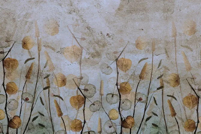 Fototapeta: Dzika łąka z jesienną roślinnością