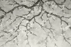 Fototapeta: Gałęzie z kwiatami wiśni w szarych kolorach