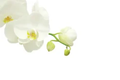 Fototapeta: Gałązka kwitnącego białego storczyka