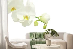 Fototapeta: Gałązka kwitnącego białego storczyka