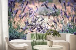 Fototapeta: Gałązki lawendy na łące