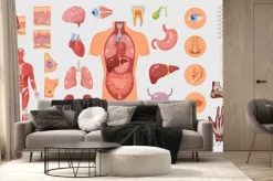 Fototapeta: Human body parts and internal organs vector illustrations set.