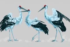 Fototapeta: Japońskie ptaki żurawie