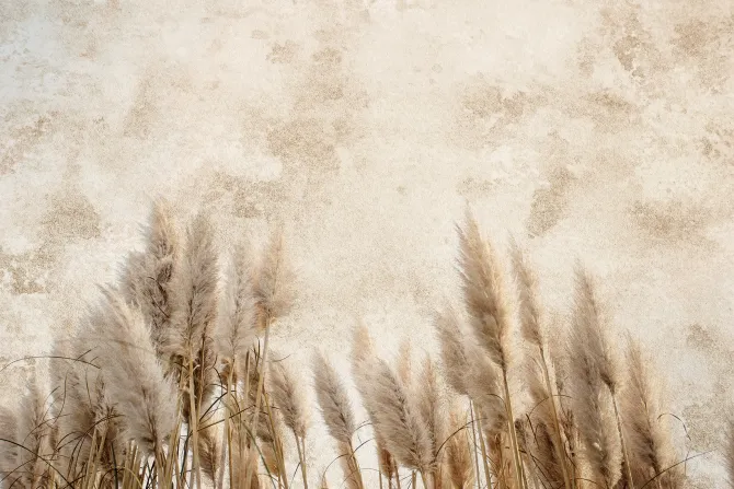 Fototapeta: Jesienne trawy na beżowej ścianie