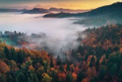 Fototapeta: Jesienny krajobraz poranek las we mgle