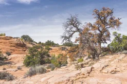 Fototapeta: Kamienna pustynia z roślinnością