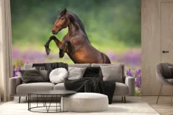 Fototapeta: Koń stający dęba na polu lawendy