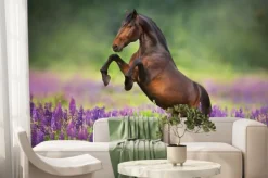 Fototapeta: Koń stający dęba na polu lawendy