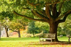 Fototapeta: Krajobraz ławka w parku jesienią