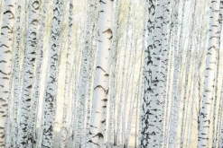 Fototapeta: Krajobraz las brzozowy o poranku