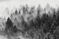 Fototapeta: Krajobraz lasu iglastego we mgle