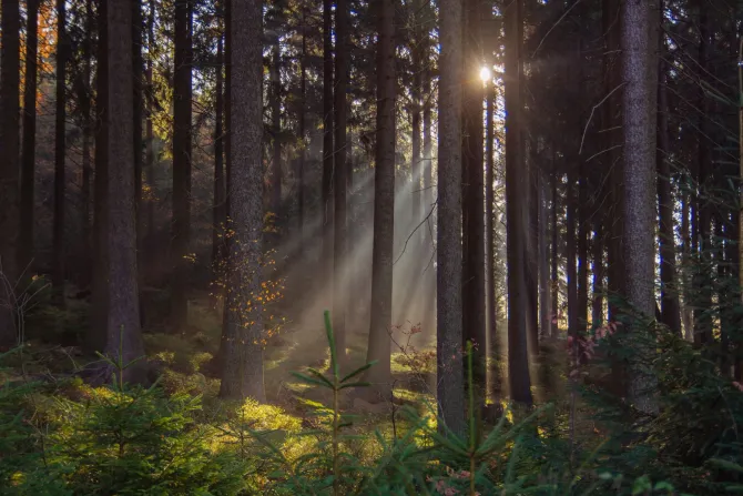 Fototapeta: Krajobraz wschód słońca w lesie