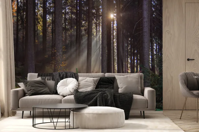 Fototapeta: Krajobraz wschód słońca w lesie