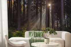 Fototapeta: Krajobraz wschód słońca w lesie