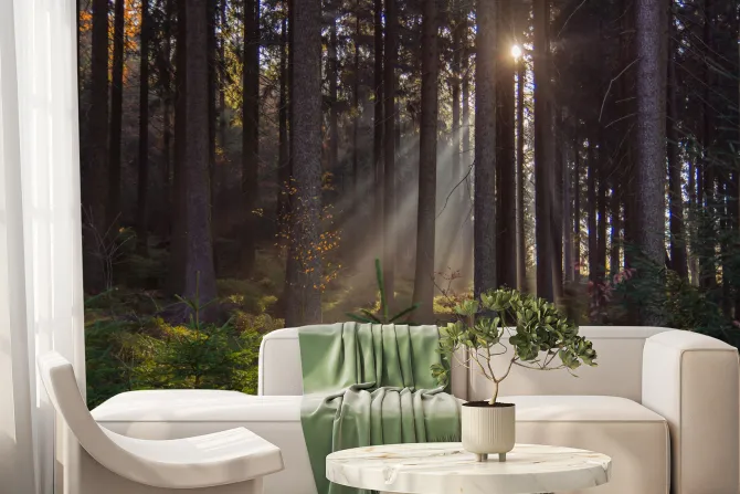 Fototapeta: Krajobraz wschód słońca w lesie