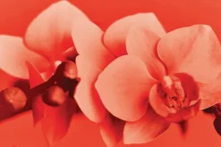 Fototapeta: Kwiat orchidei w czerwonych kolorach