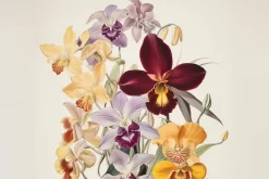 Fototapeta: Kwiaty kolorowych orchidei na jasnym tle