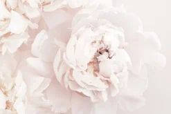 Fototapeta: Kwiaty piwonii w pastelowym kolorze