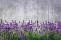 Fototapeta: Kwitnąca lawenda na betonowym tle