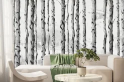 Fototapeta: Las brzozowy drzewa w czerni i bieli