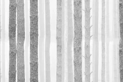 Fototapeta: Las brzozowy w szarych kolorach