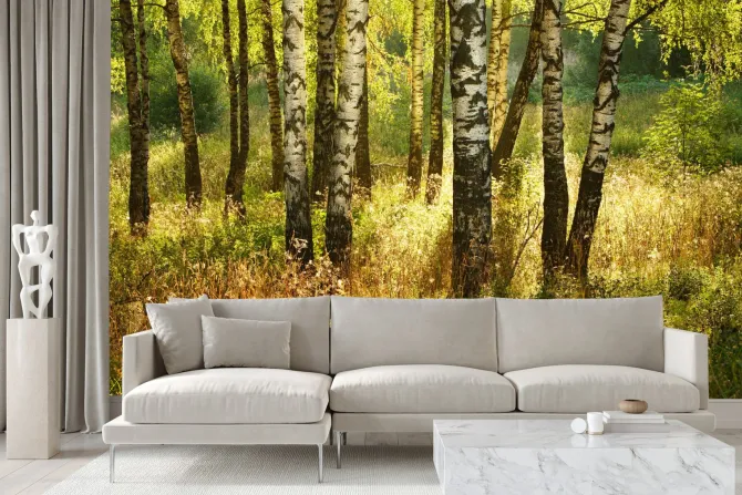 Fototapeta: Las brzozowy z trawami o poranku