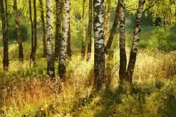 Fototapeta: Las brzozowy z trawami o poranku