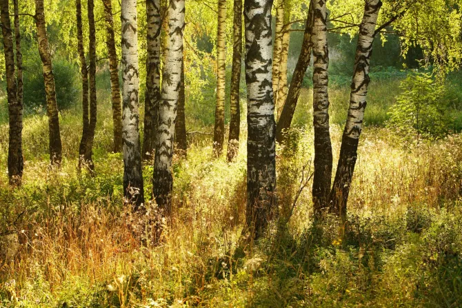 Fototapeta: Las brzozowy z trawami o poranku