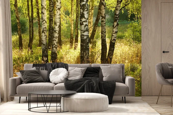 Fototapeta: Las brzozowy z trawami o poranku