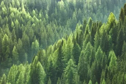 Fototapeta: Las iglasty krajobraz z lotu ptaka