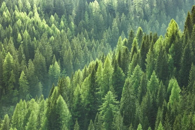 Fototapeta: Las iglasty krajobraz z lotu ptaka