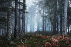 Fototapeta: Las sosnowy we mgle krajobraz