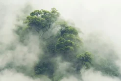 Fototapeta: Lasy tropikalny w gęstej mgle