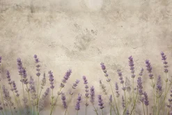 Fototapeta: Lawenda na beżowym betonie
